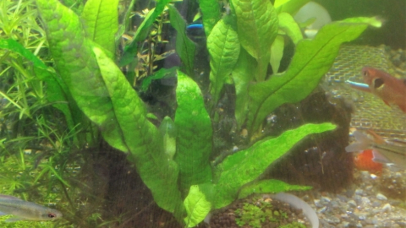 ミクロソリウムという水草