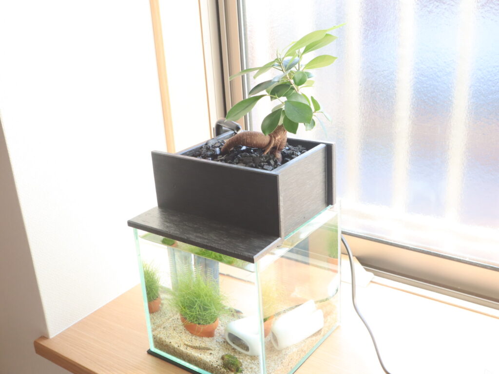 「せせらぎビオトープ」という水槽の画像