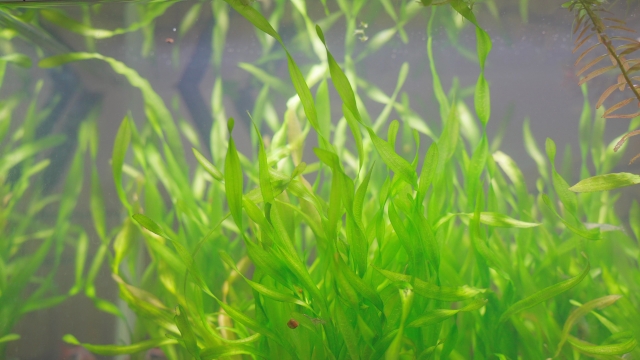 スクリュー・バリスネリアという水草