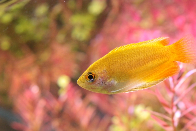 ゴールデンハニーグラミー