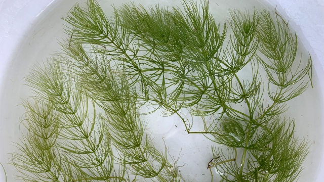 マツモという水草