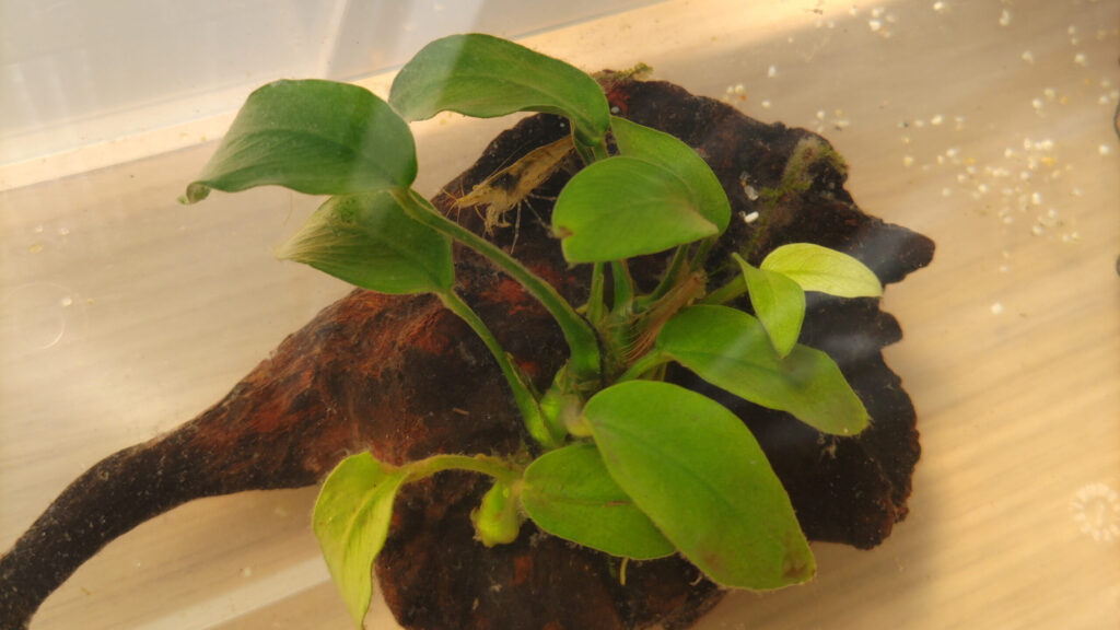 アヌビアス・ナナという水草