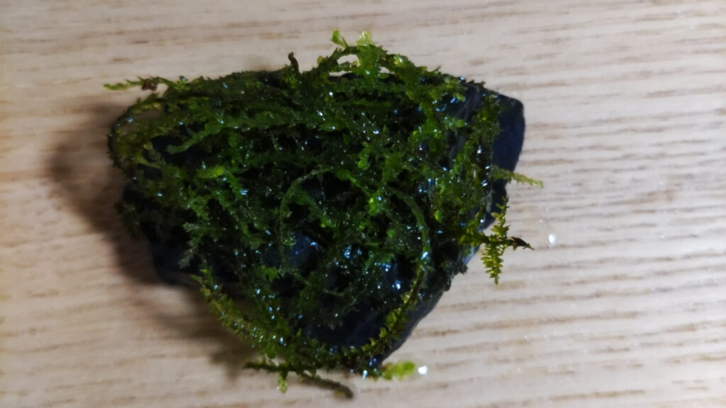 ウィローモスという水草