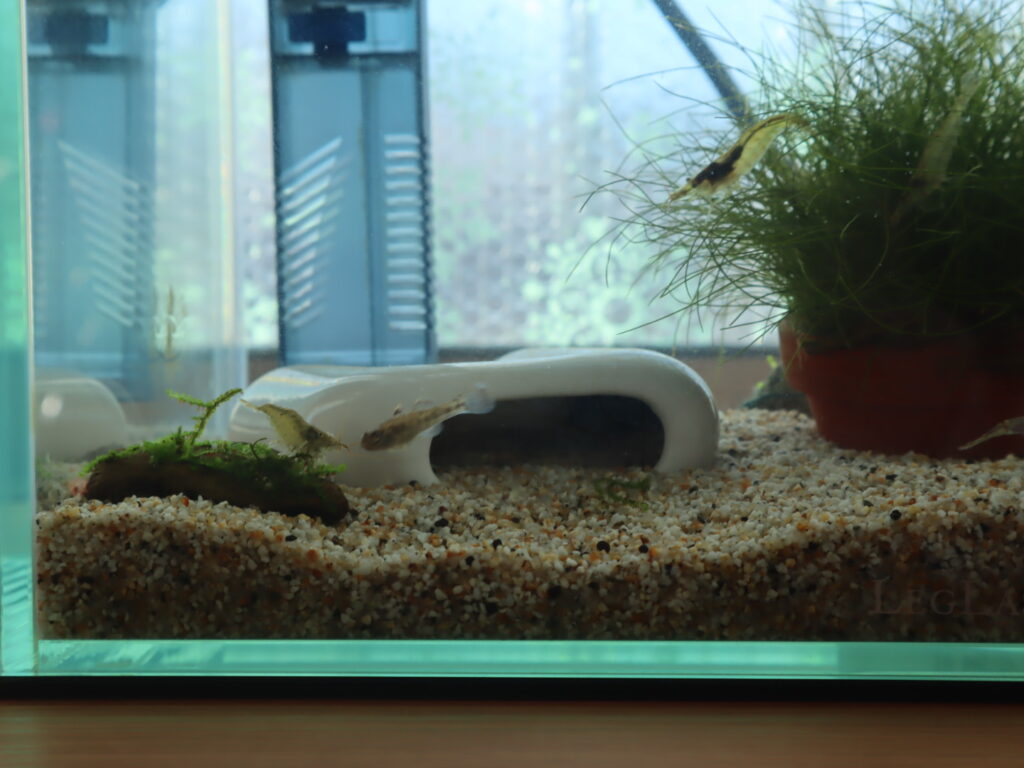 ミナミヌマエビというエビの画像