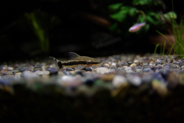 オトシンクルスという魚の画像