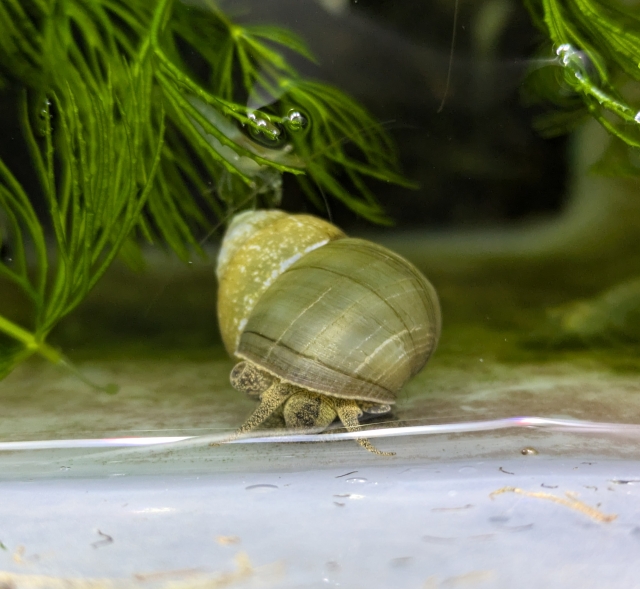 ヒメタニシという貝の画像