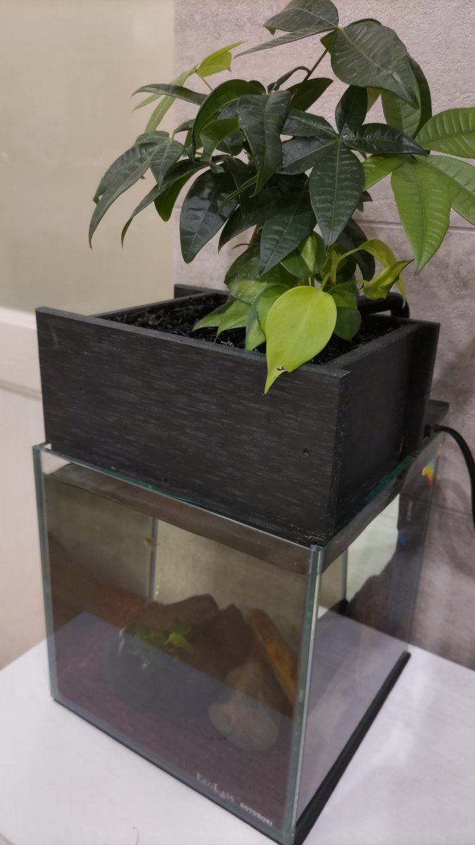 せせらぎビオトープ